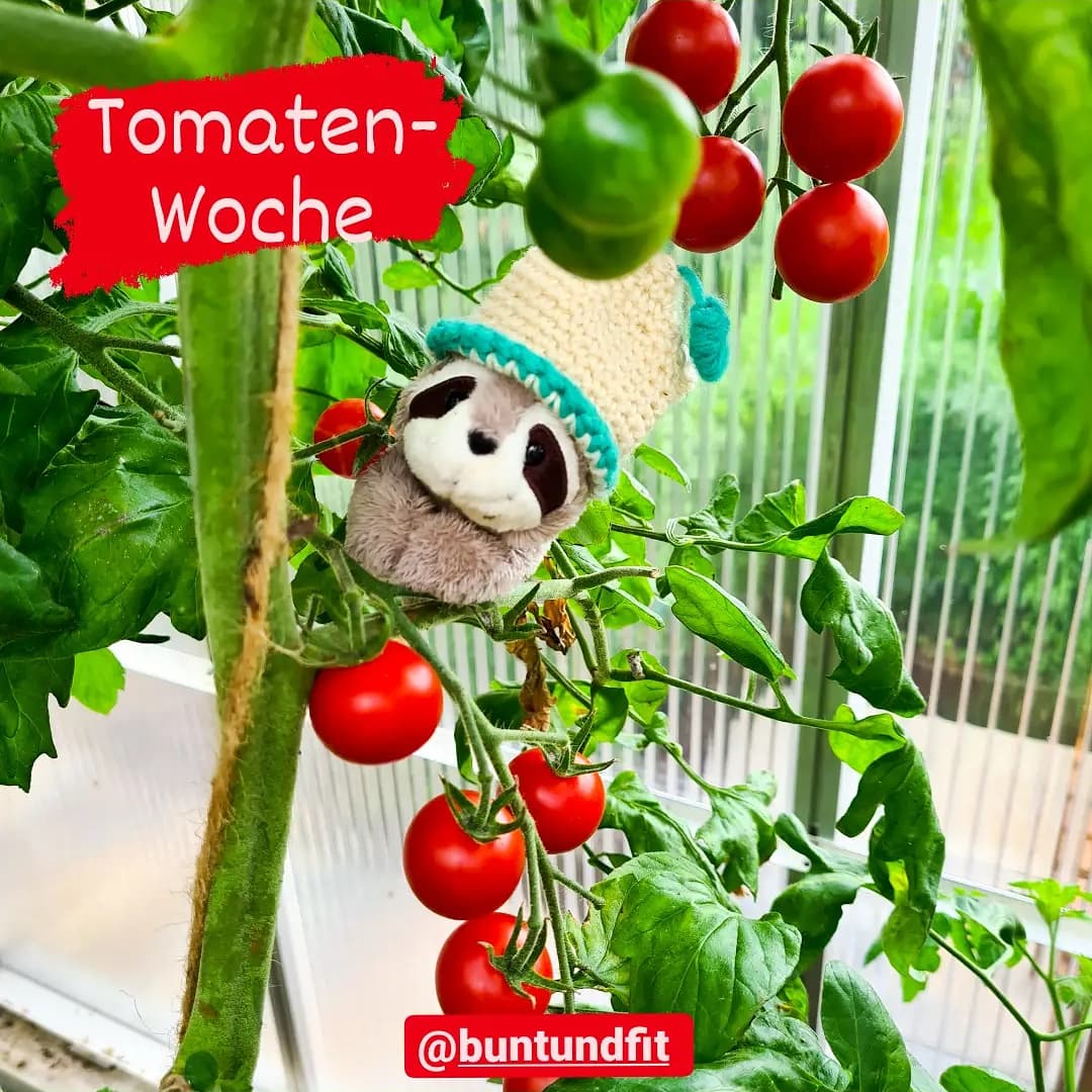 Read more about the article Tomatenwoche