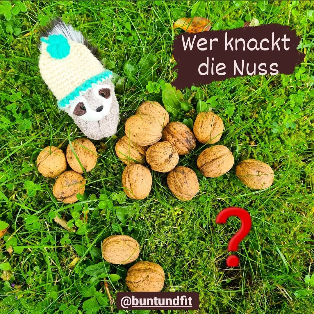Read more about the article Wer knackt die “Nuss”?