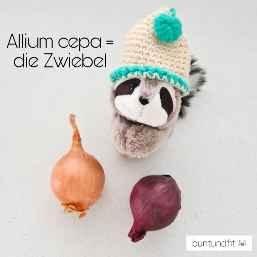 Read more about the article Allium cepa – die Zwiebel